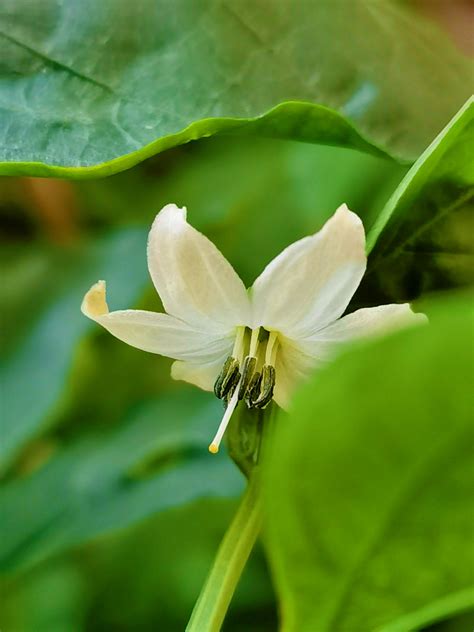 辣椒 花|辣椒